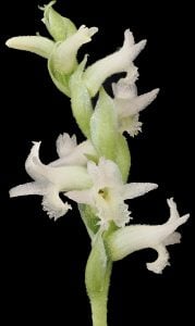 Close-up of a Canelo Hills Ladies’ Tresses orchid with delicate white flowers against a black background, showing intricate details and textures.