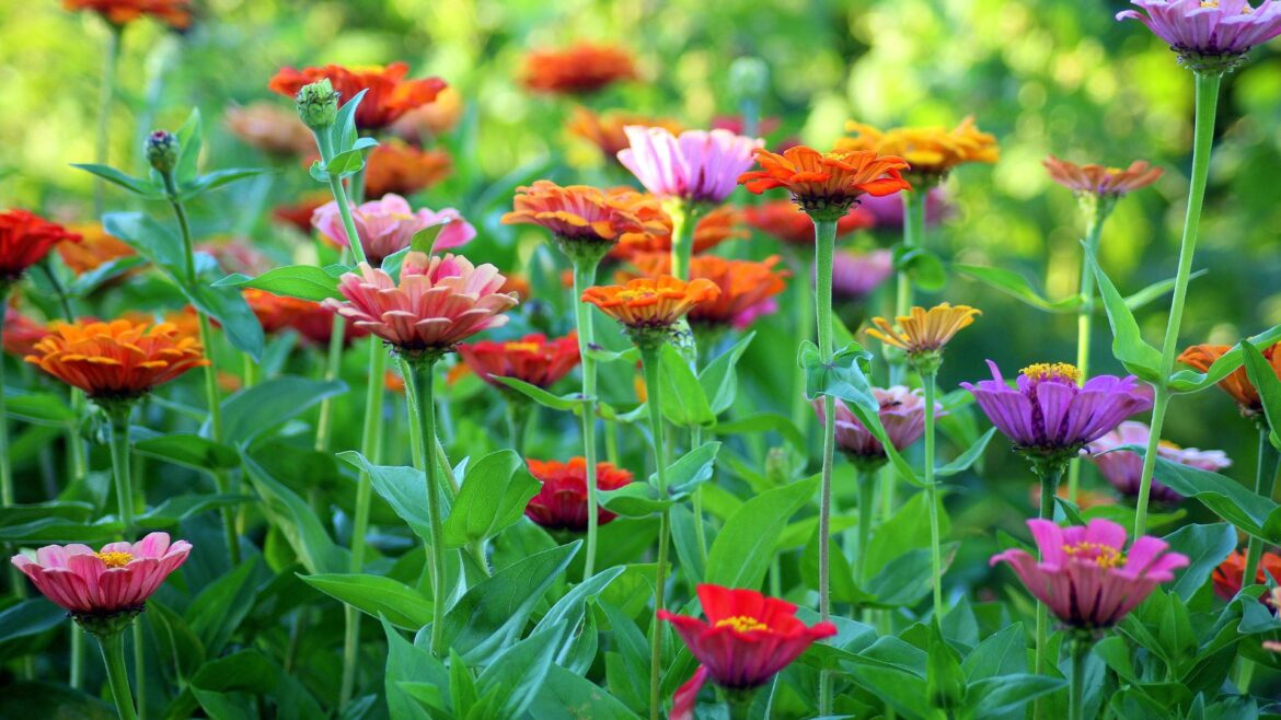 Spring Gardening Tricks That Work Cottage life: A Solution to Canadas Urban Housing Shortage