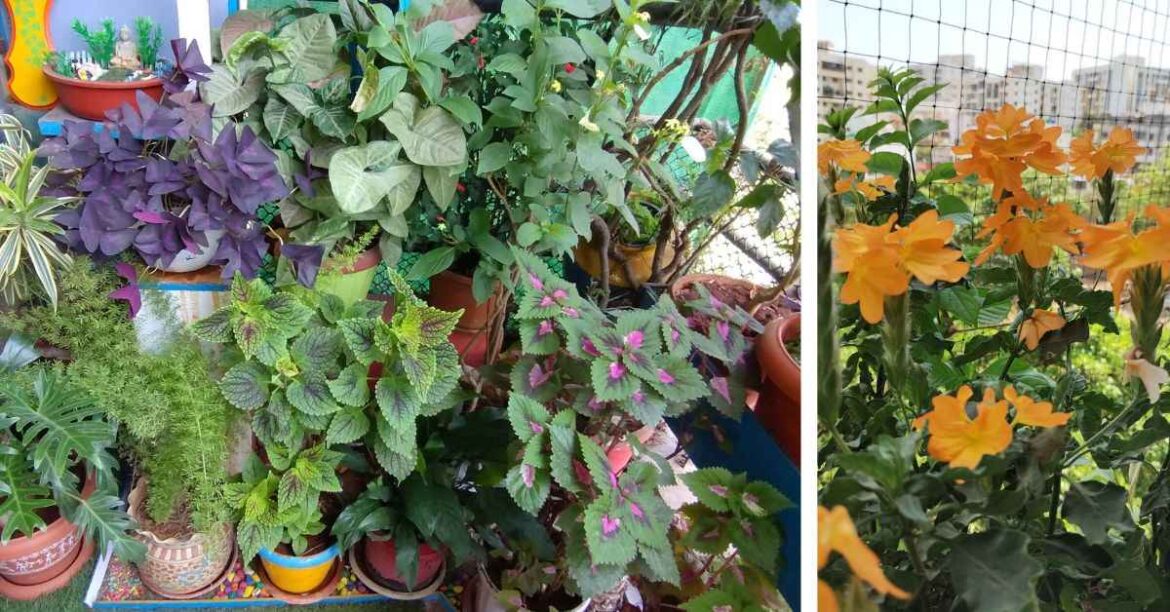 How To Set Up a Garden in Balcony With Less Sunlight: A Guide This Pune Man Grew Flowers in His Small Balcony With Little Sunlight — Here’s How