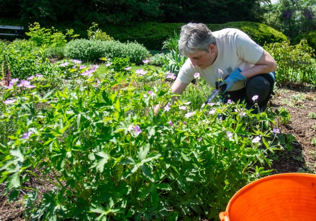 Volunteer Sue Forand pulls weeds from one of the perennial beds at the Sue B. Hart Perennial Garden inside Elizabeth Park on Wednesday, May 7, 2025. (Aaron Flaum/Hartford Courant)