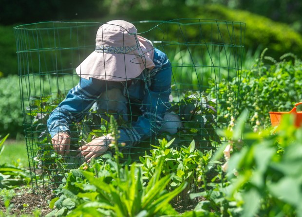 Perennial gardener Ash Pierce pulls weeds from the fenced-off section of heliopsis at the Sue B. Hart Perennial Garden inside Elizabeth Park on Wednesday, May 7, 2025. The area is fenced off to protect the plants from rabbits. (Aaron Flaum/Hartford Courant)