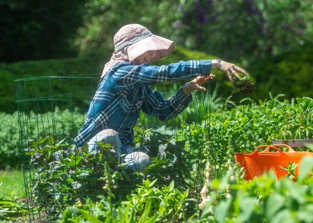 Perennial gardener Ash Pierce pulls weeds from the fenced-off section of heliopsis at the Sue B. Hart Perennial Garden inside Elizabeth Park on Wednesday, May 7, 2025. The area is fenced off to protect the plants from rabbits. (Aaron Flaum/Hartford Courant)