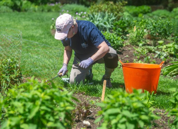 Volunteer Mary Laing works on pulling weeds from one of the beds of perennial at the Sue B. Hart Perennial Garden inside Elizabeth Park on Wednesday, May 7, 2025. (Aaron Flaum/Hartford Courant)