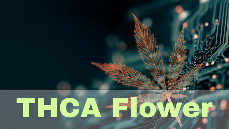 THCa Flower Explained: Legal Status, Benefits, and How to Use It Safely THCa Flower Explained: Legal Status, Benefits, and How to Use It Safely