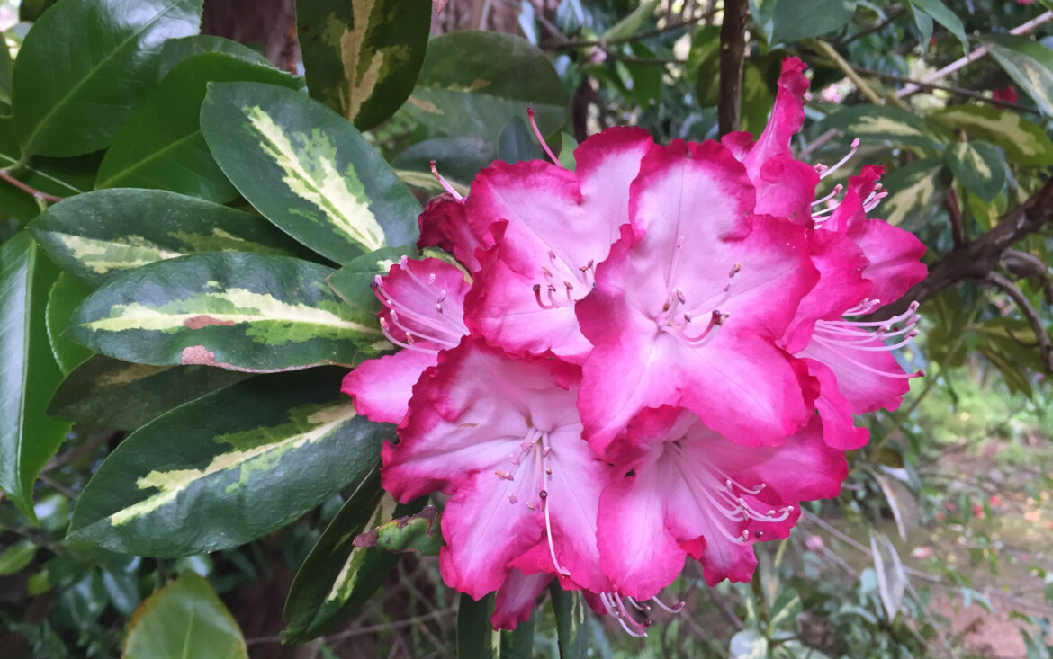 The Mountain Gardener | Gorgeous Rhododendrons in the Garden - Press Banner
