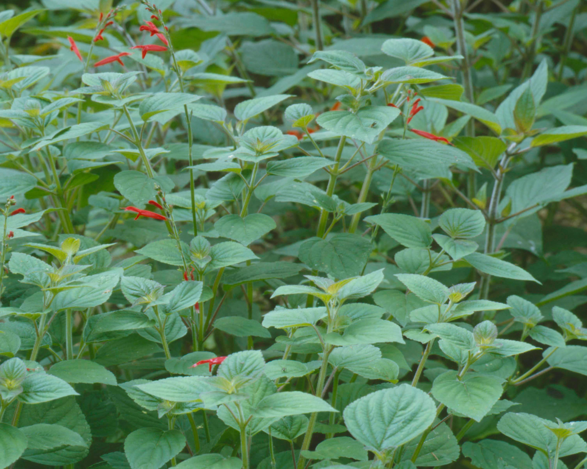 Tangerine salvias growing in sensory garden