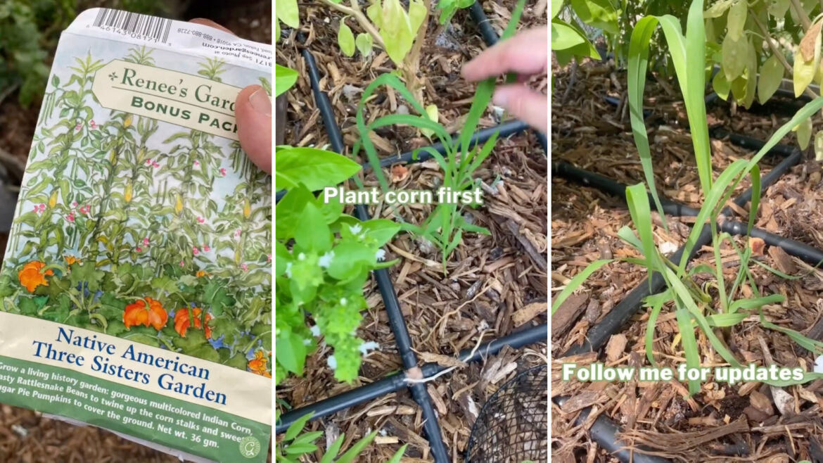 Gardener shares ancient technique for growing thriving produce at home: ‘A self-sustaining ecosystem’ "Genius."