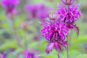 Toronto Gardening with Kids Bee Balm - SavvyMom