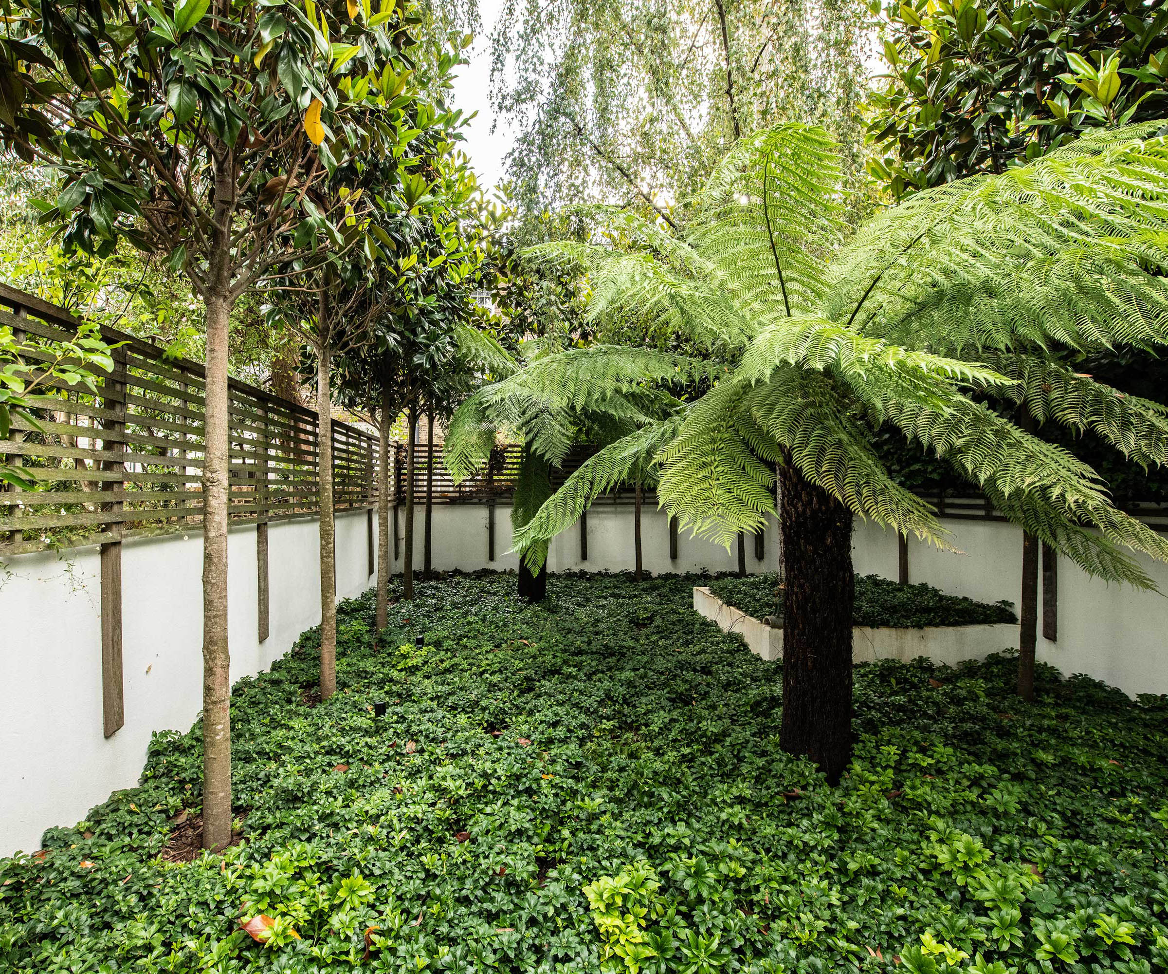 urban trees in small courtyard under planted with Japanese spurge