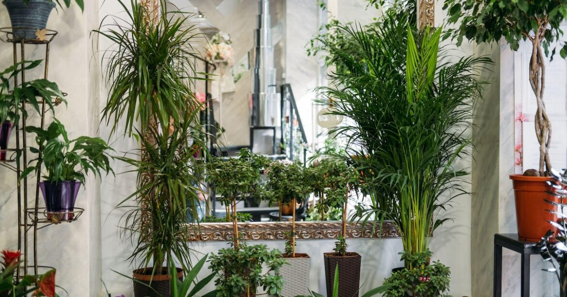 How to create an indoor plantscape to rival an outdoor show garden – The Irish News How to create an indoor plantscape to rival an outdoor show garden – The Irish News