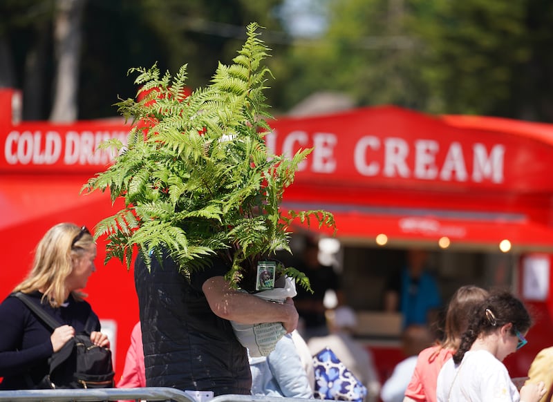 Some people fortunate to have hot sunny gardens wind up succumbing to the attraction of shade-loving tree ferns. Photograph: Brian Lawless/PA