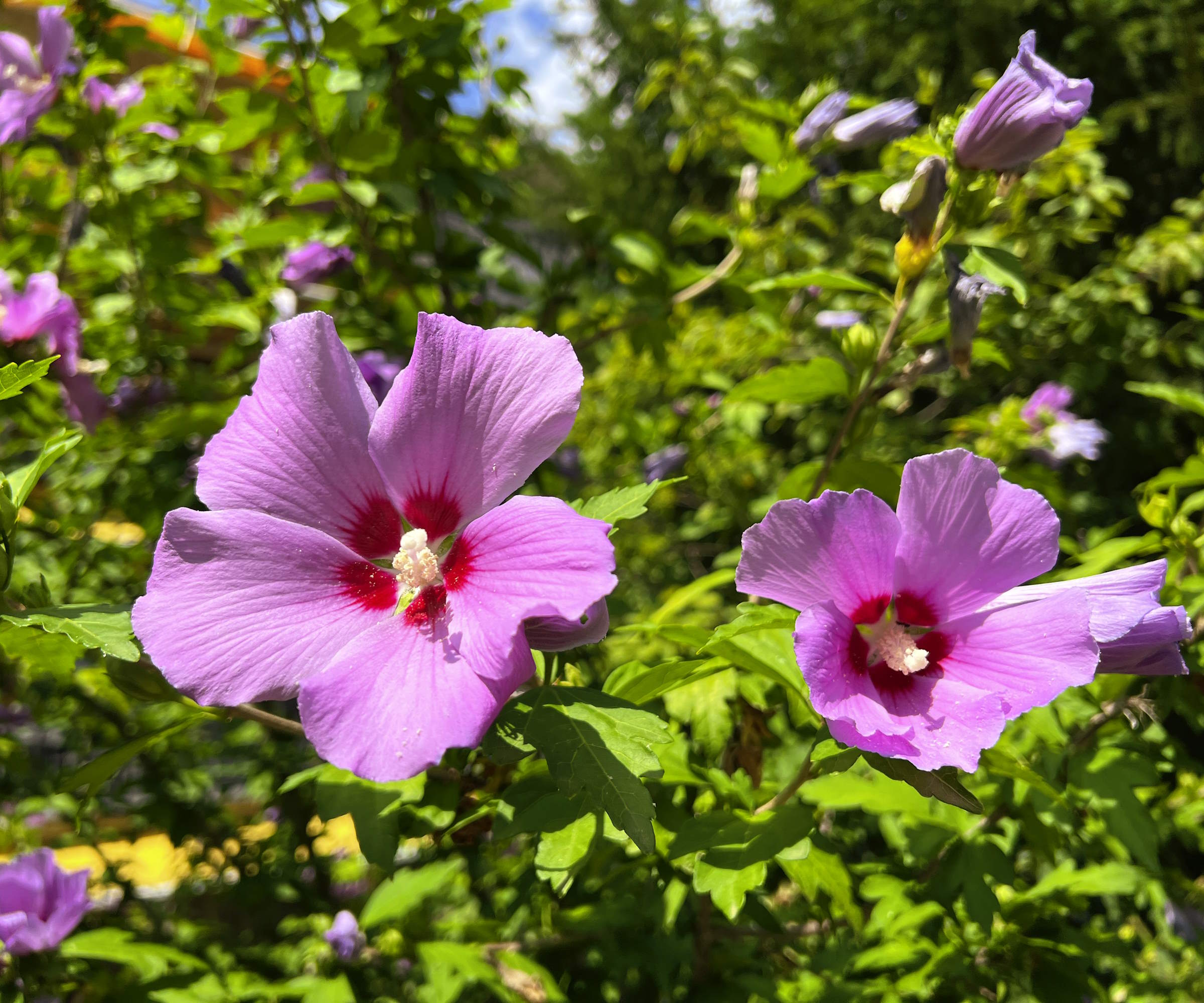 Pink bloom of a Rose of Sharon shrub up close