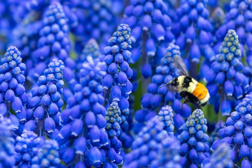 Mackinac Island Spring 2025