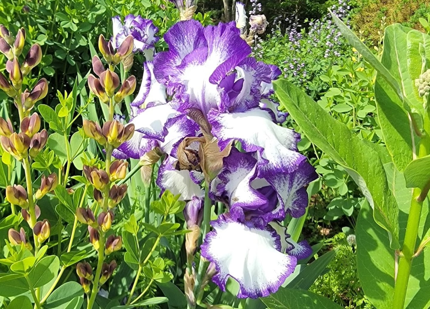 Iris bloom in late May and early June and are beautiful, but the blooms don't last long.