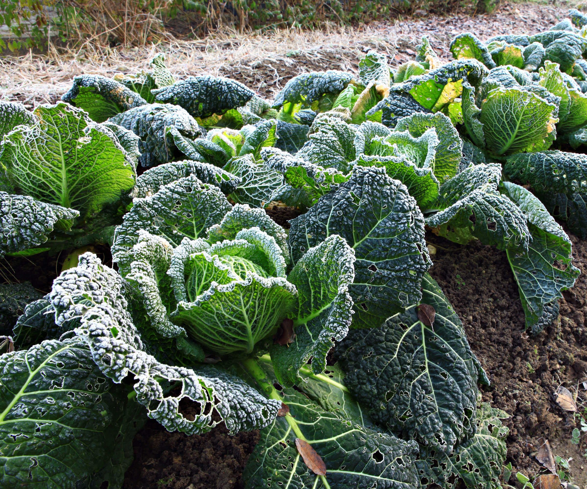 Cabbages growing in a winter vegetable garden