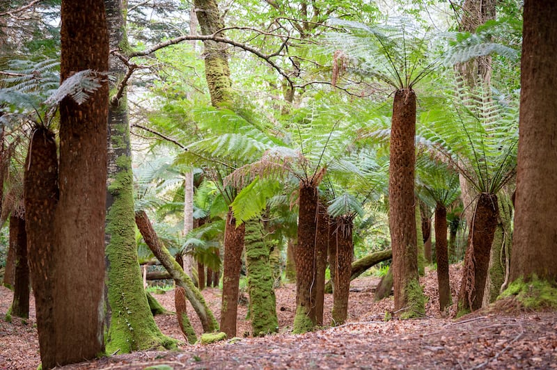 Billy Alexander's Kells Bay House & Gardens in Co Kerry