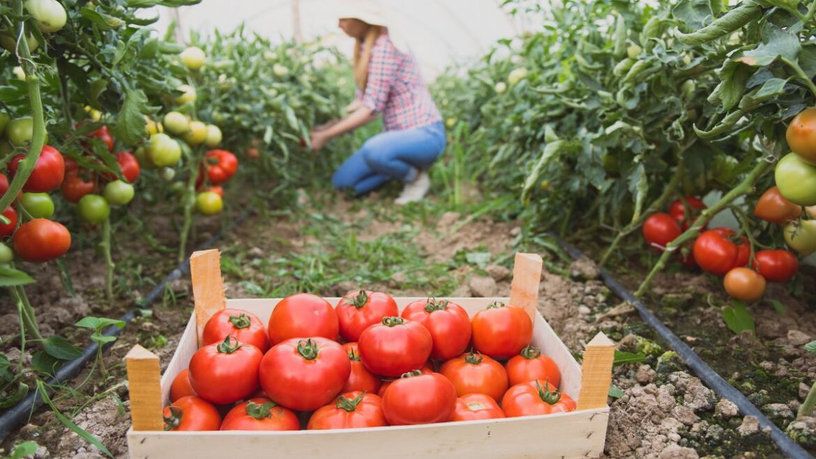 6 Top Vegetables To Plant In Your Kitchen Garden This Season