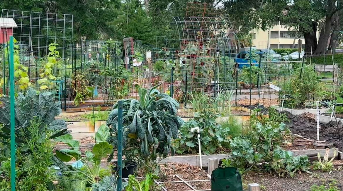 Vista Gardens promotes sustainability in Carrollwood Village Vista Gardens, located in Carrollwood Village, promotes sustainability and organic fruits and vegetables in a roughly three-acre space.