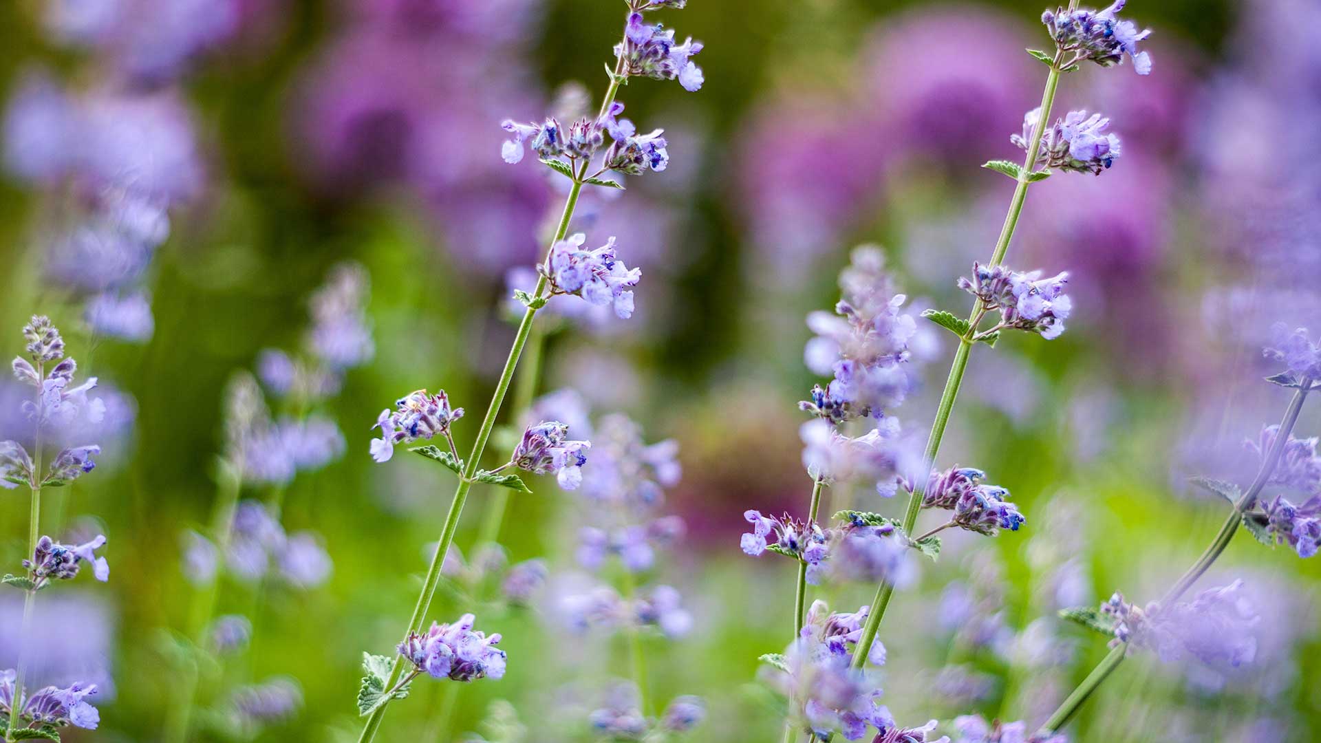 nepeta flowers