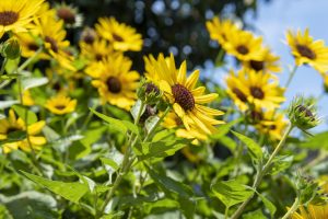 Woodland Sunflowers Toronto Gardening - SavvyMom