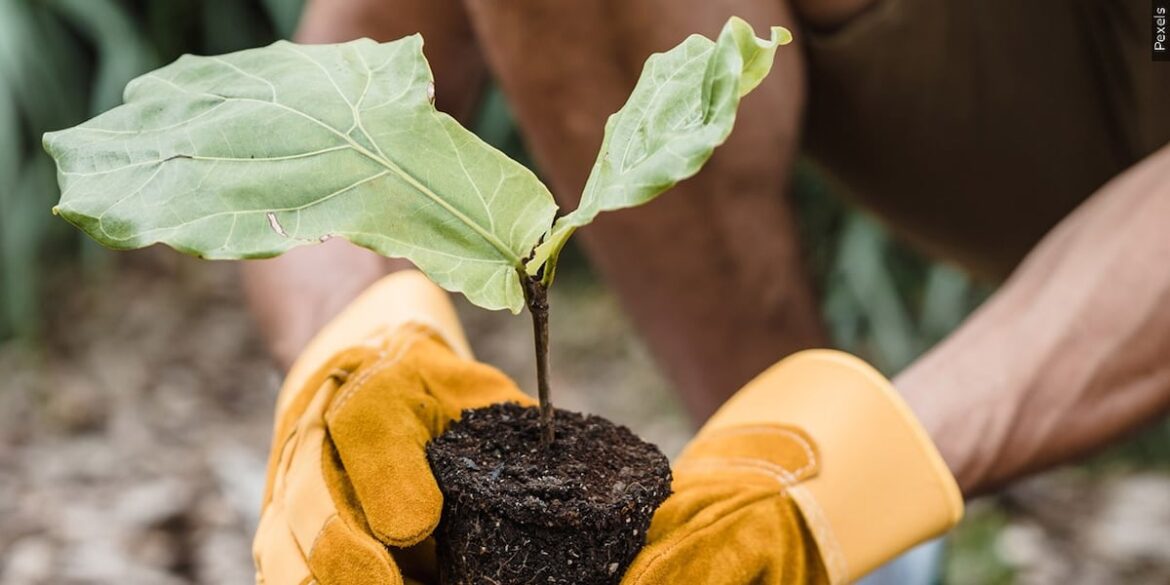 Master Gardeners to use Kansas Pollinator Week to raise awareness Master Gardeners to use Kansas Pollinator Week to raise awareness
