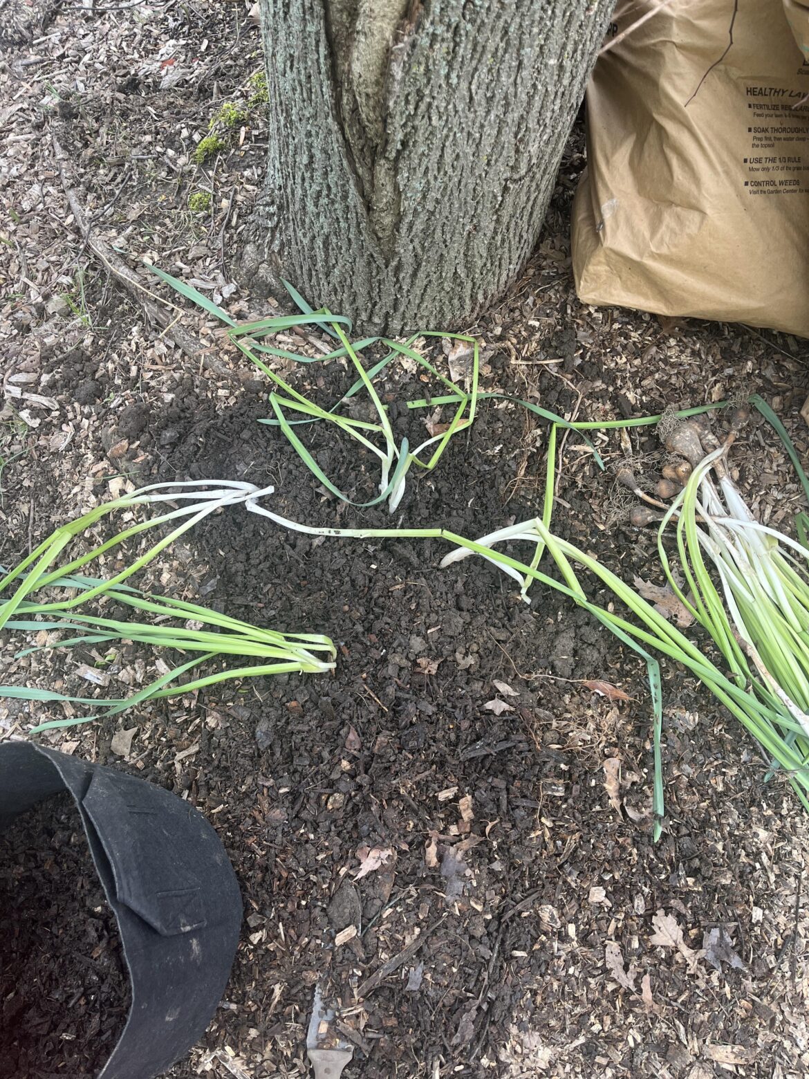 Am i planting these daffodil bulbs right?