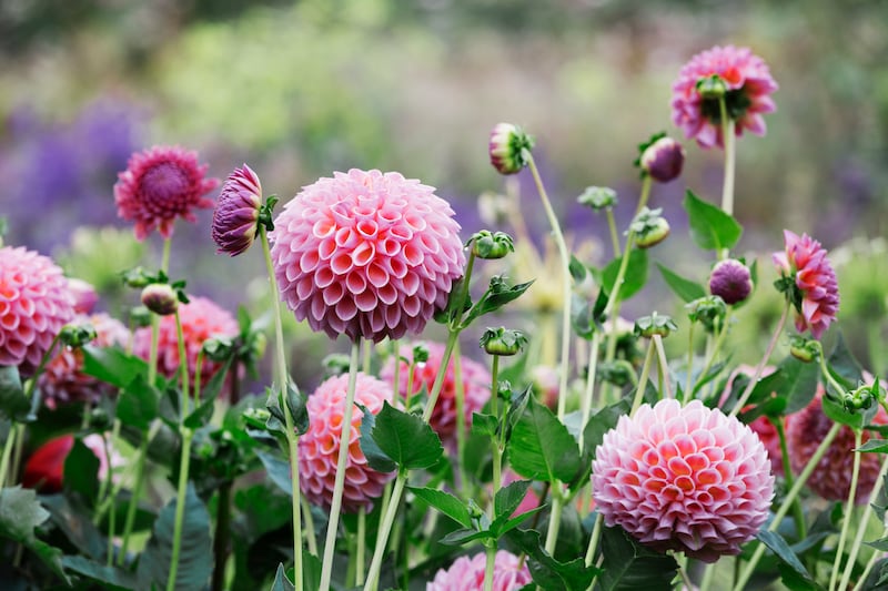 Make sure to give dahalias a warm, sunny, sheltered spot and rich, moisture-retentive but free draining soil. Photograph: Mint Images/Getty Images