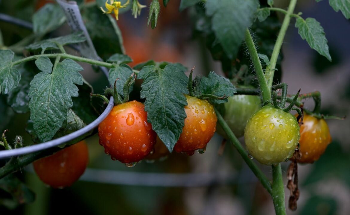 It's not too late to plant tomatoes, and the warmer weather next week will accelerate their growth.