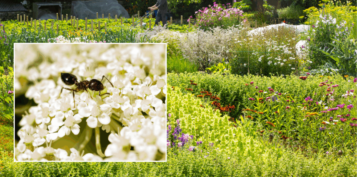 The ‘tried-and-true’ natural barriers to stop ants destroying your garden The ‘tried-and-true’ natural barriers to stop ants destroying your garden