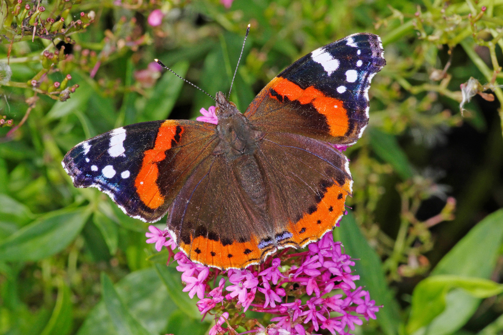A brown and orange butterfly sitting on top of a pink blossom