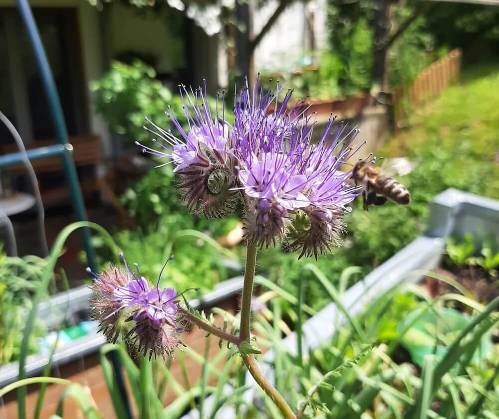 "I don't know if I'm more jealous of your flowers or your photography!"