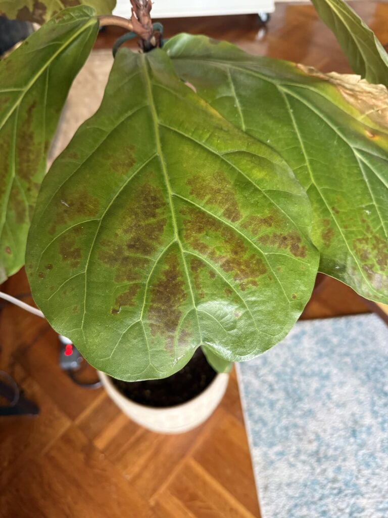 Need some help with diagnosis Need some help with diagnosis