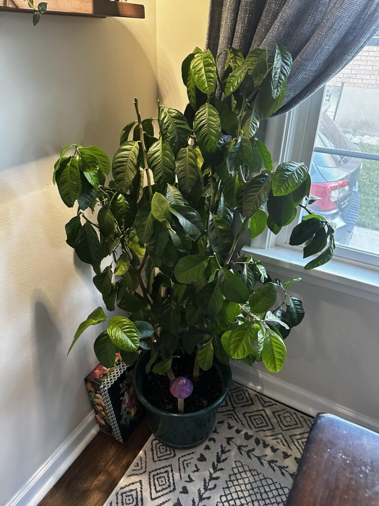 My dad gifted me his 5 year old lemon tree he grew from seed 🌳🍋