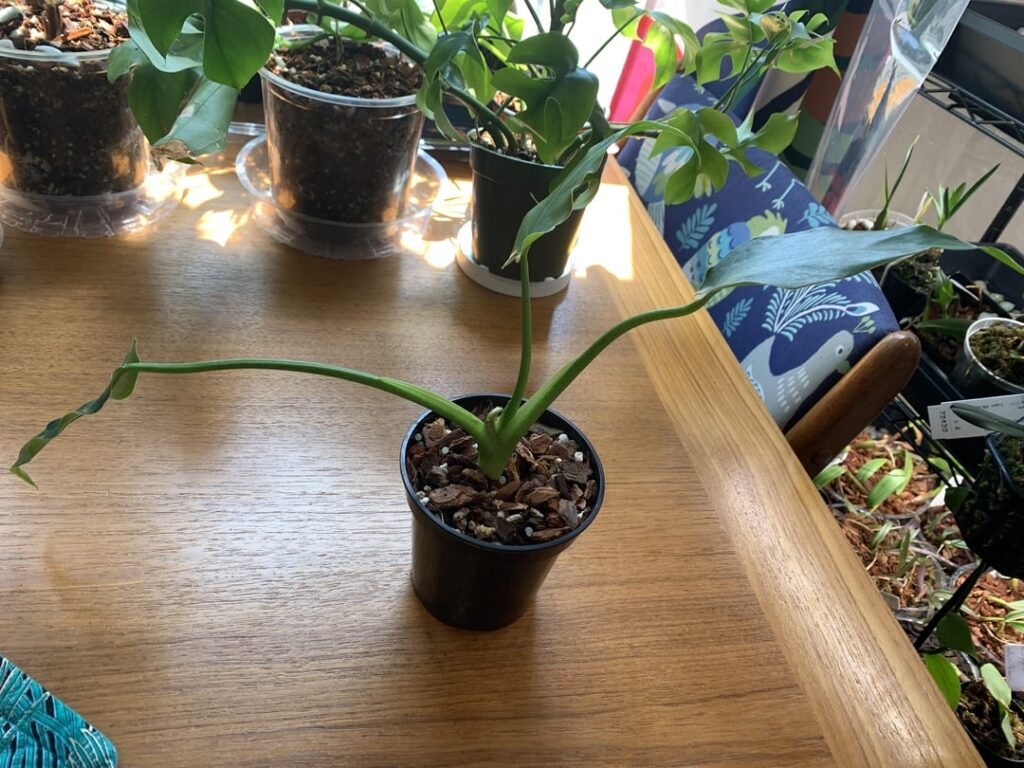 Spiritus-sancti or spiritus scammy? Bonus maybe-wendlingeri Spiritus-sancti or spiritus scammy? Bonus maybe-wendlingeri