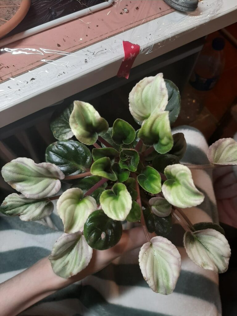 I always took her as a trailer due to how long the neck/leaves are and how many suckers she grows, but i just wanna confirm, is she a trailer?