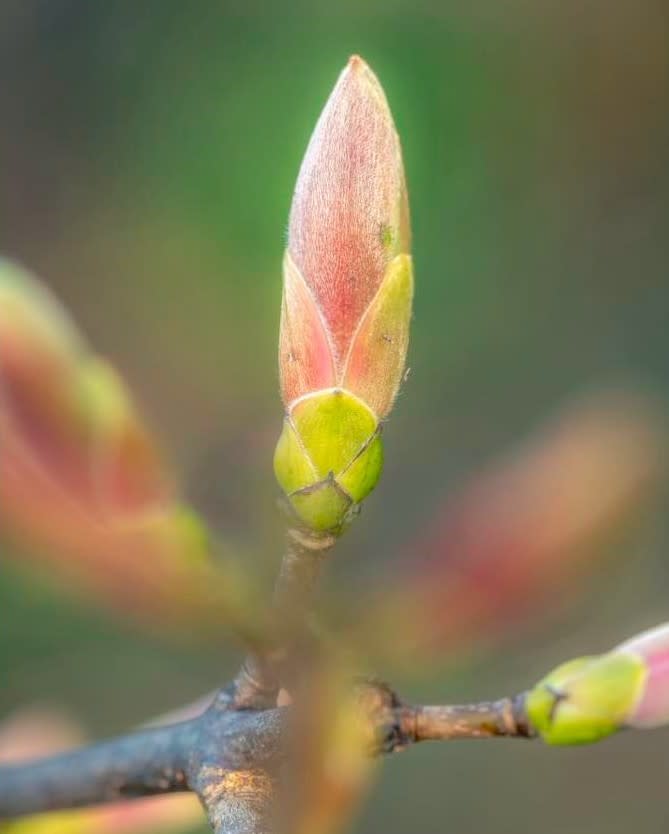 Ready to bloom by Ben McDonald