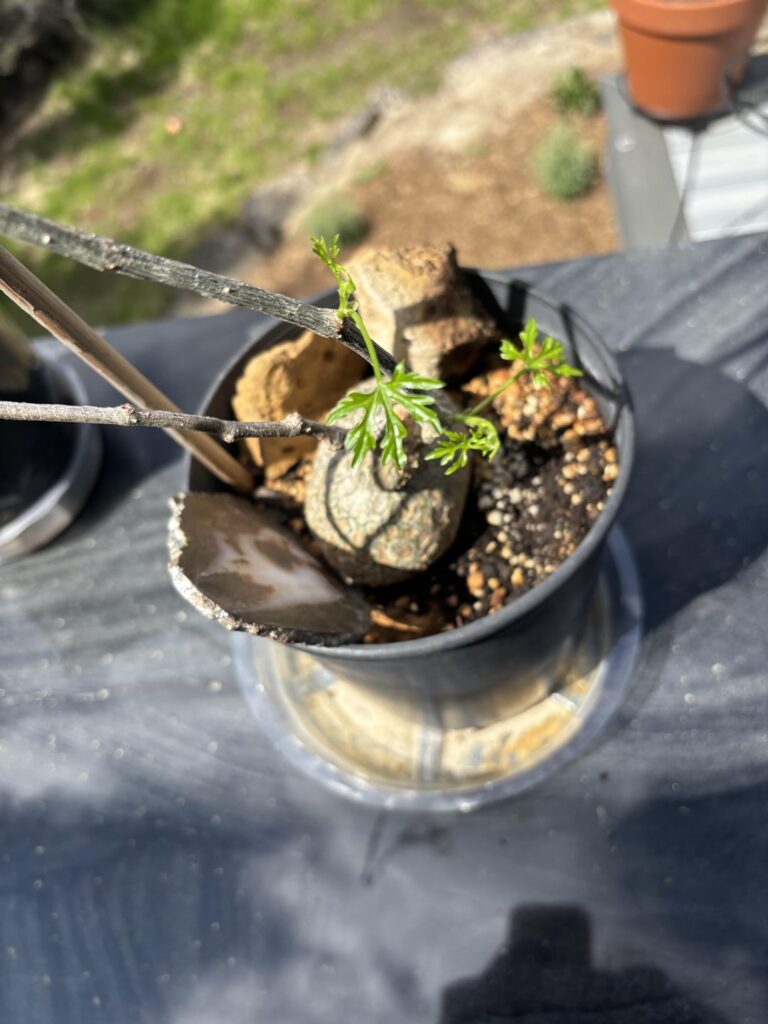 ID help - unknown plant from a friend