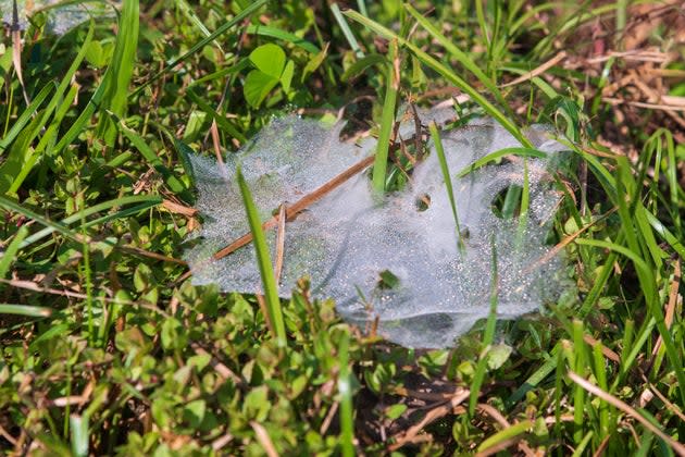 Funnel web on grass