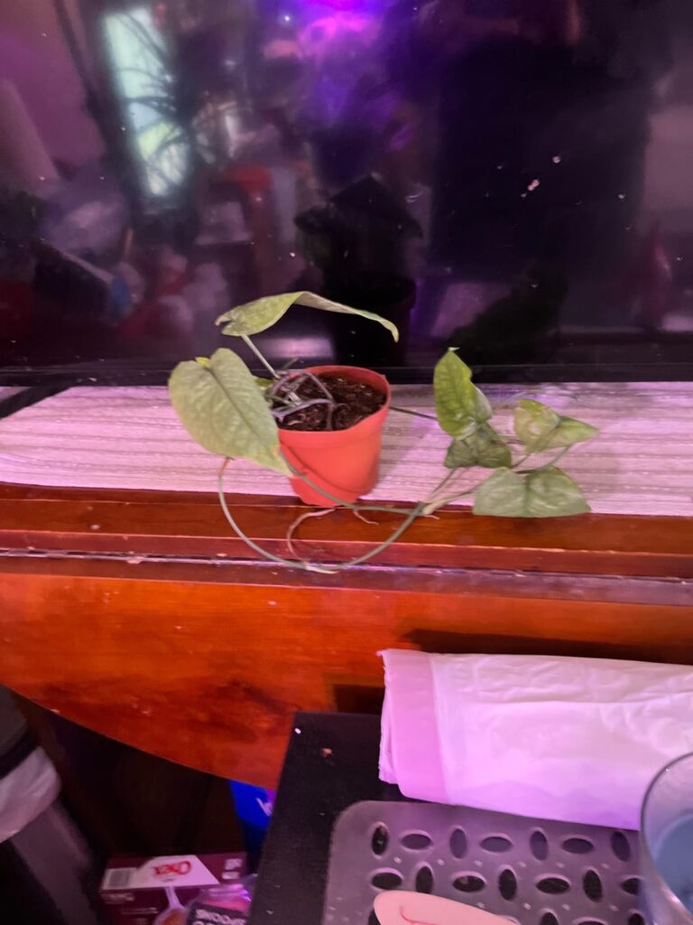 Philodendron amydrium