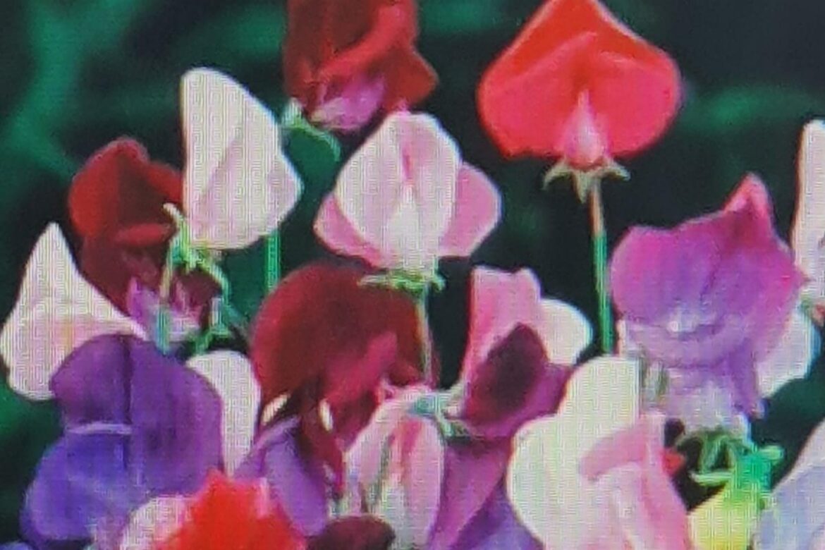 A little bit of risk-taking in the garden is a welcome change Eastern Daily Press