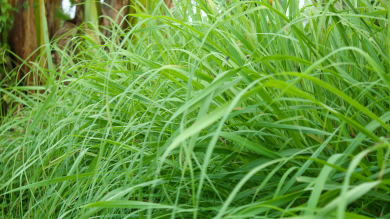 Close-up view of lemongrass in a garden