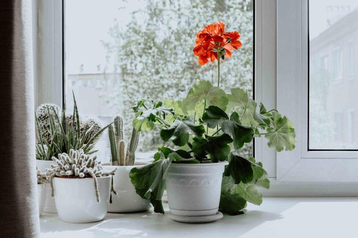 8 Fragrant Houseplants That Will Make Your Home Smell Amazing Yahoo lifestyle home