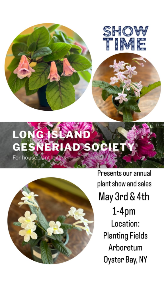 African violet and Gesneriad show this weekend in NY!