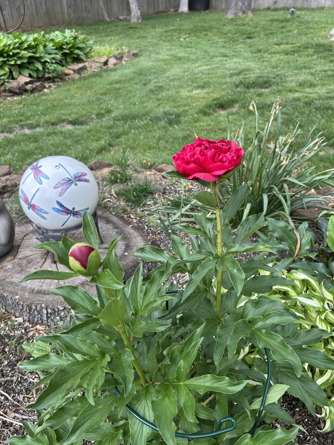 “Many HappyReturns”Peony..version 2025 ❣️🌟