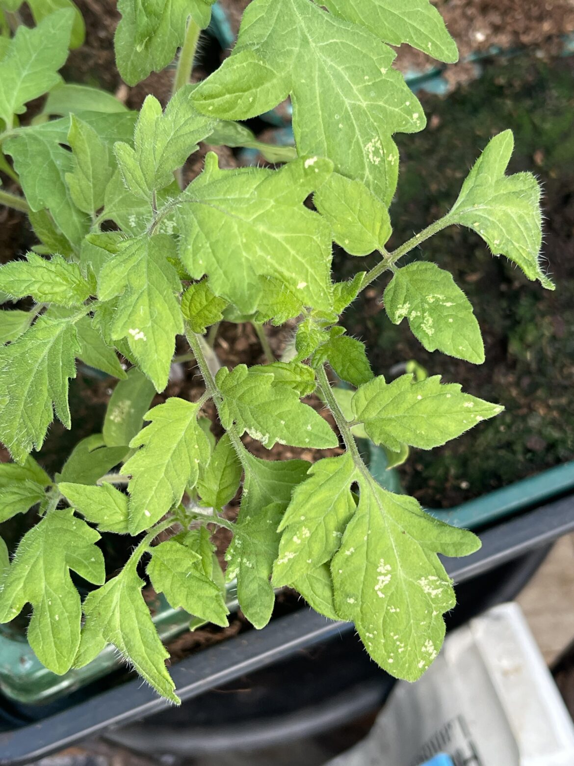 Tomatoe Seedling Problem