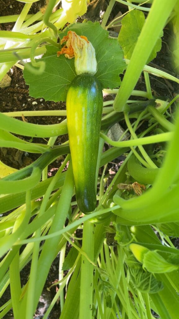 What is growing in my compost?
