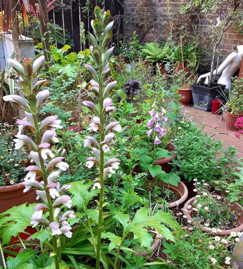 Foxgloves and acanthus flowering.