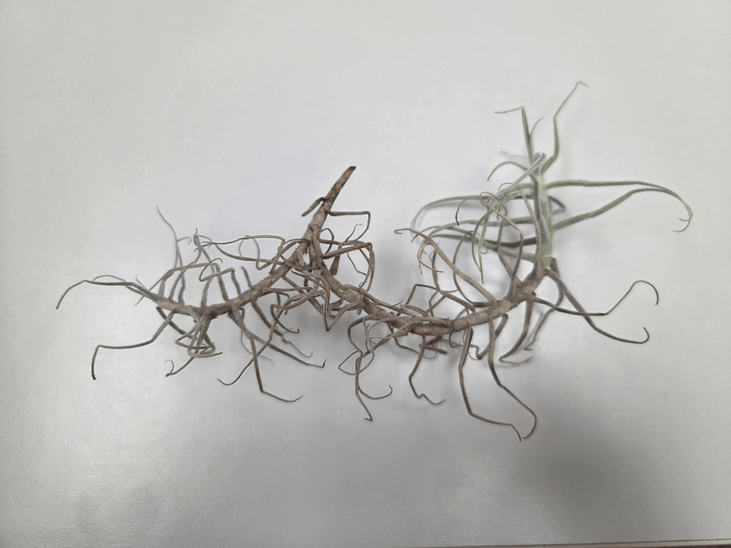 Can this be saved? Can this be saved?