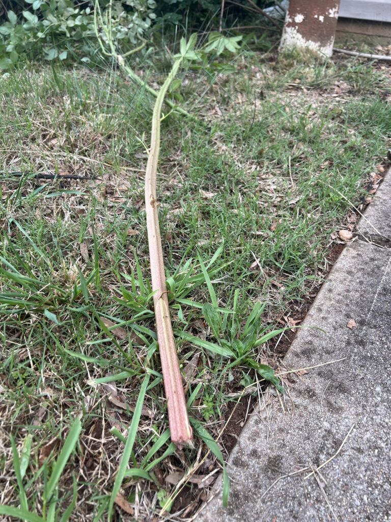These thorny have taken root all over my bushes on both sides of the house. What can I do?