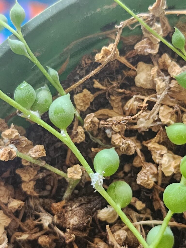 String of pearls help